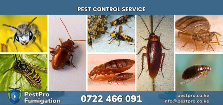Get Urgent Pest Control Services in Nairobi and Kenya from Pest Control Service Centre-KE