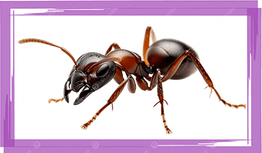 Ants Control Service