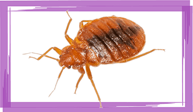 Bed bugs Removal