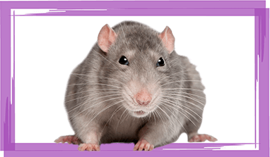 Rodent Removal