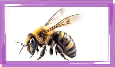 Safe Bee Removal