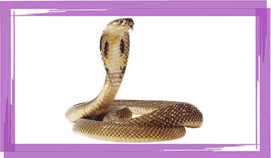Snakes Control