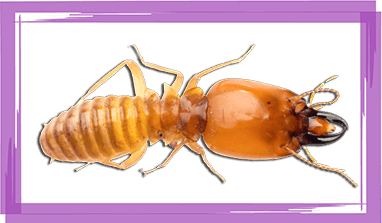Termites Control