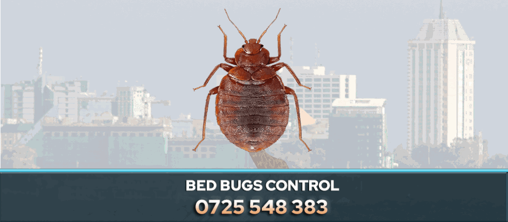 bed bugs control pest control nairobi fumigation kenya