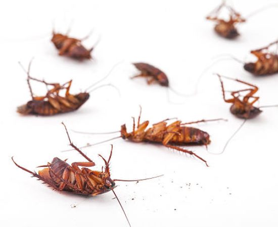 cockroach is dead on white background