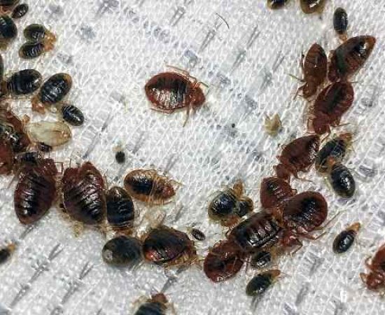 bed-bugs-control-services-1