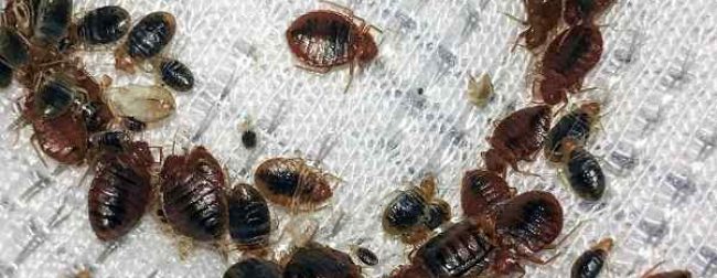bed-bugs-control-services-pest-control