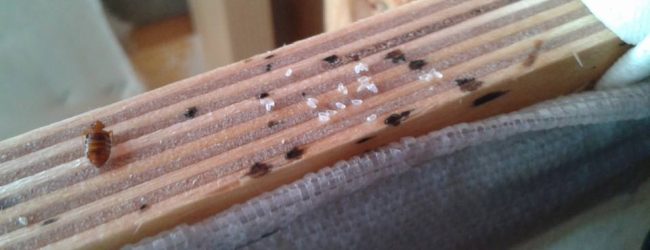 bed-bugs-fumigation-and-control-services-pest-control-services