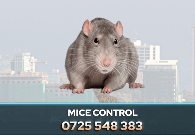 mice-control-nairobi-kenya-pest-control-company