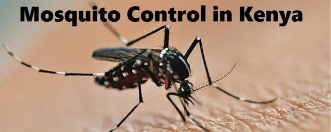 mosquitoes-control-Kenya