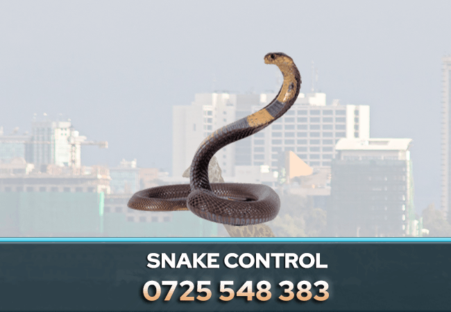snake-control-pest-control-in-nairobi-kenya